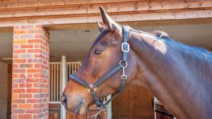 headcollar